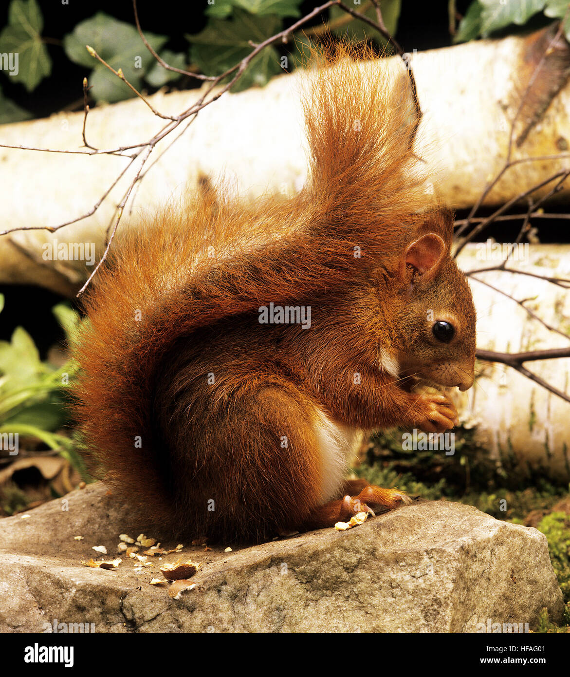 Red Squirrel, sciurus vulgaris, Adult eating  Chestnut Stock Photo