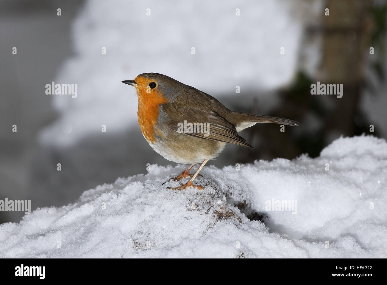 European Robin,  erithacus rubecula, Adult standing on Snow, Normandy Stock Photo