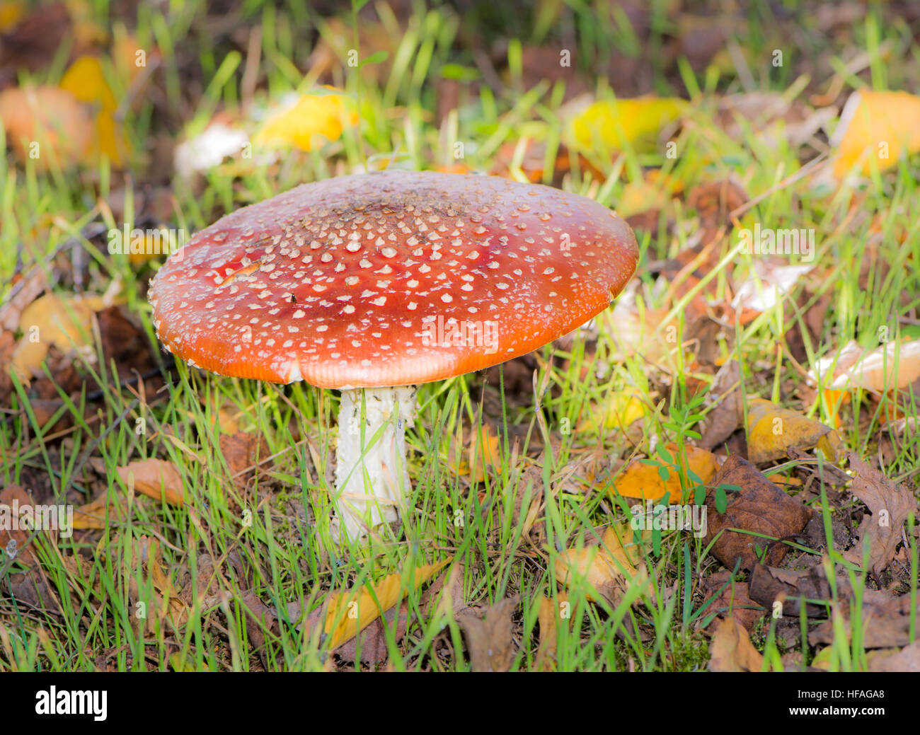 Red fly agaric mushroom in the forest Stock Photo