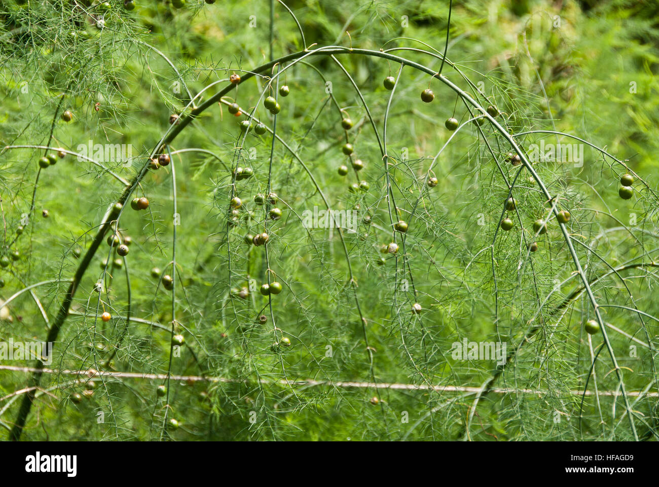 Asparagus vegetable growing going to seed heads, Asparagus officinalis, spring vegetable seedheads Stock Photo