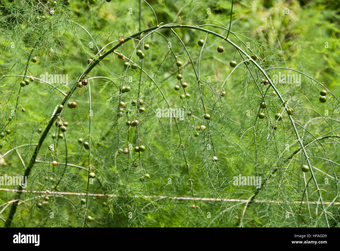 Asparagus Going to Seed: Why It Happens and How to Manage It