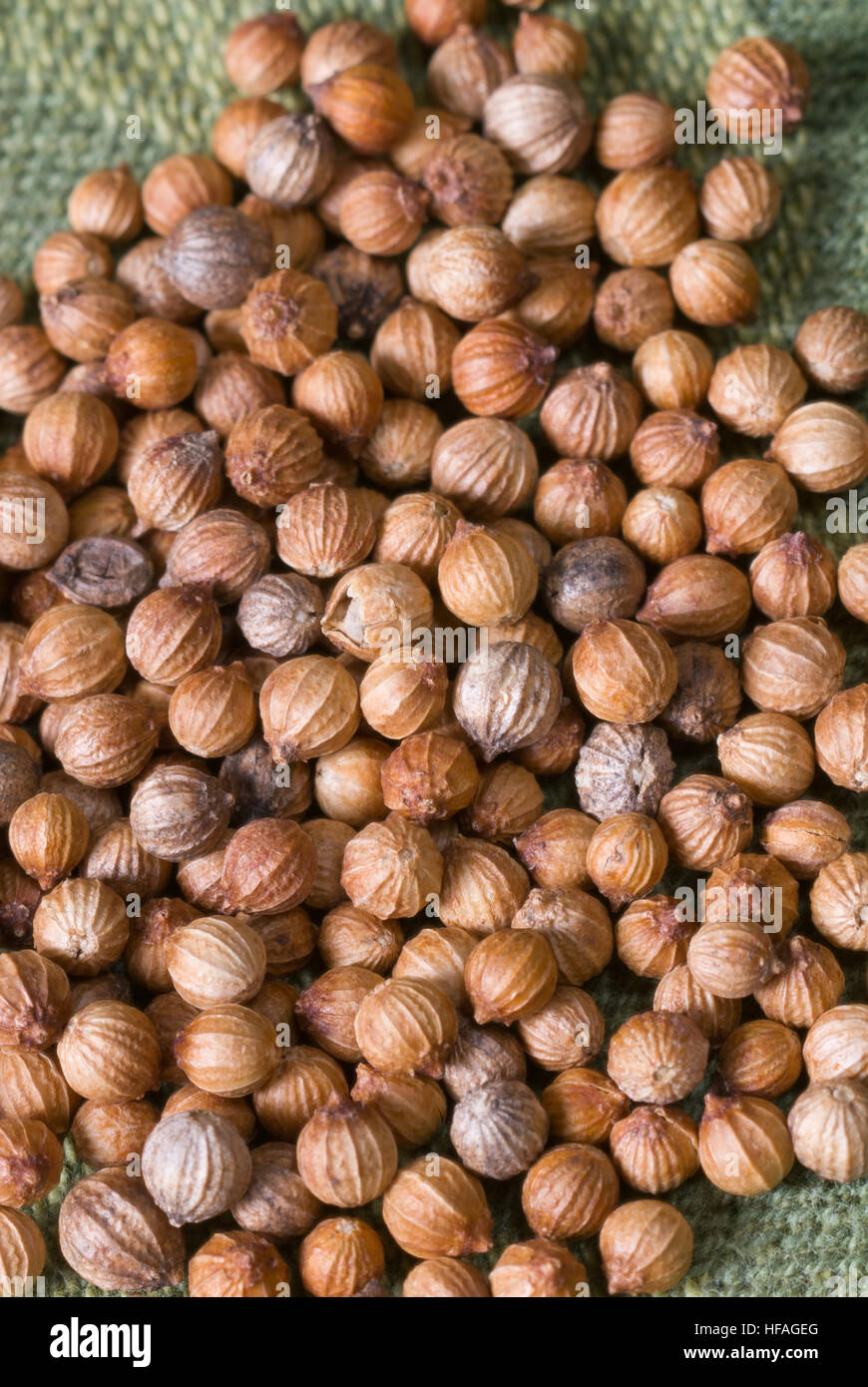 Coriander seeds Coriandrum sativum, aka cilantro or Chinese parsley, dried seeds in husks, picked ready to use Stock Photo