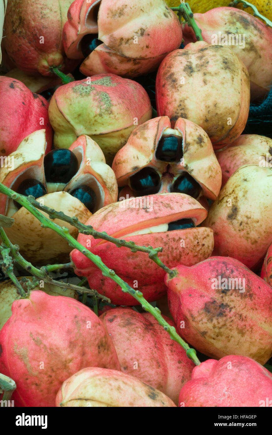 Blighia sapida Ackee Akee Achee fruits national plant Jamaica, with seeds Stock Photo