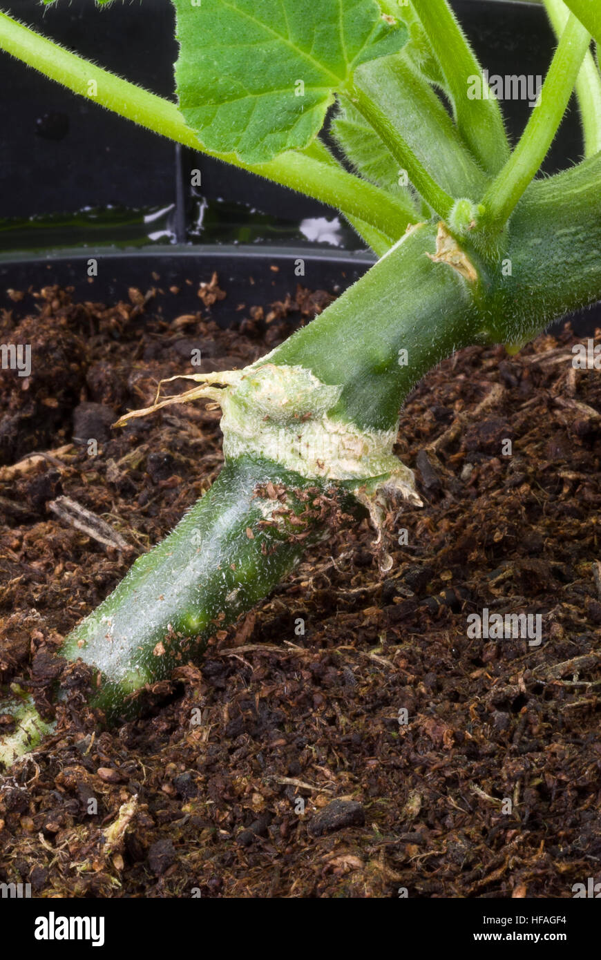 Squash ‘Autumn Crown’ grafted on ‘Bodyguard’, graft root joint vegetable, educational picture of grafting plants, garden trend Stock Photo