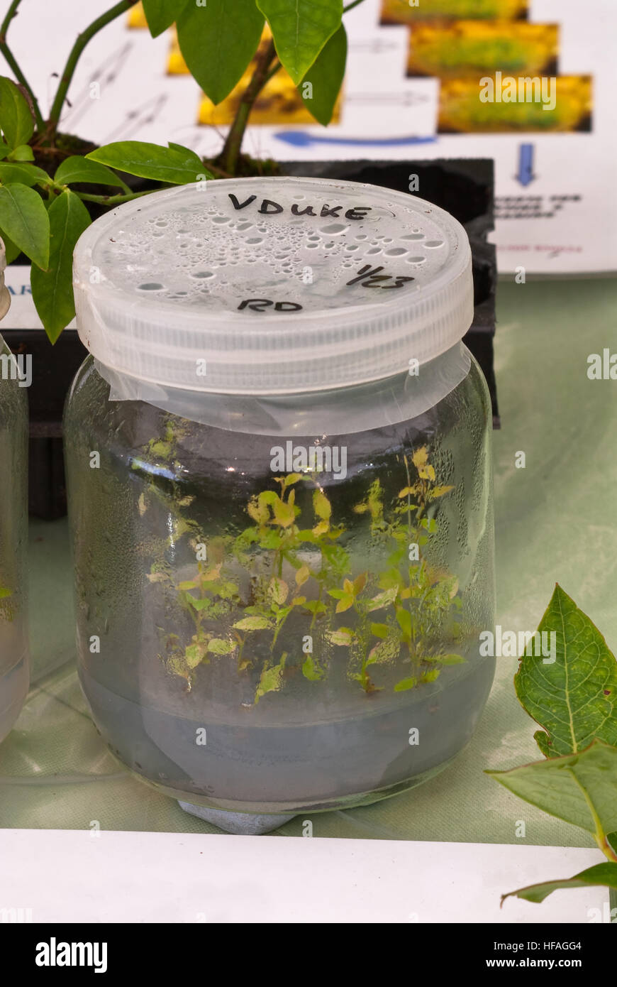 Young plants sterile lab jars propagated laboratory conditions, Duke blueberry plantlets cloning scientific artificial methods apparatus Stock Photo