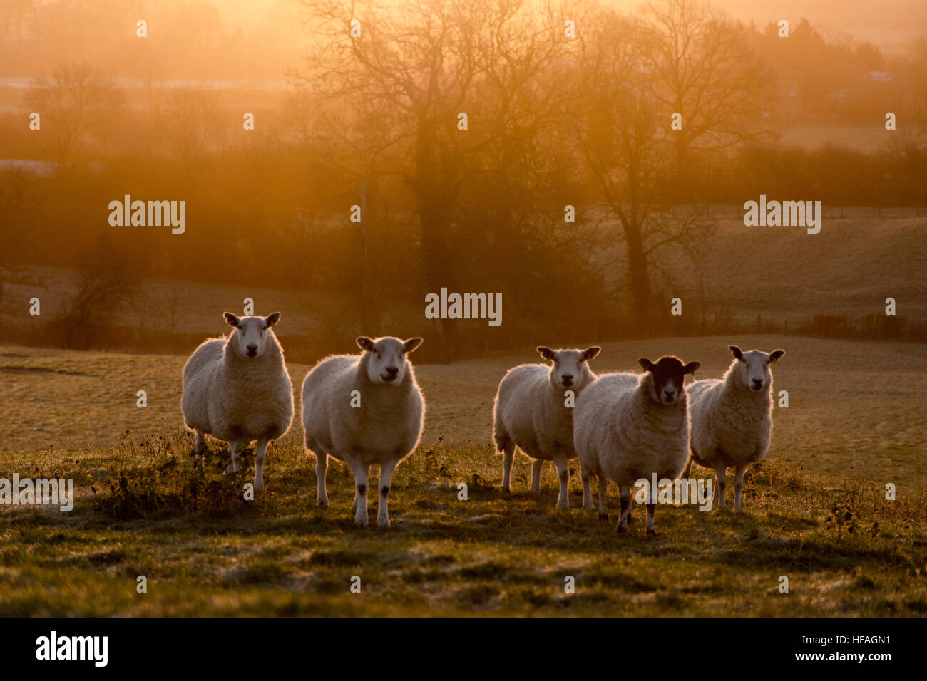 A atmosperic and moody landscape of 5 sheep at dawn Stock Photo - Alamy