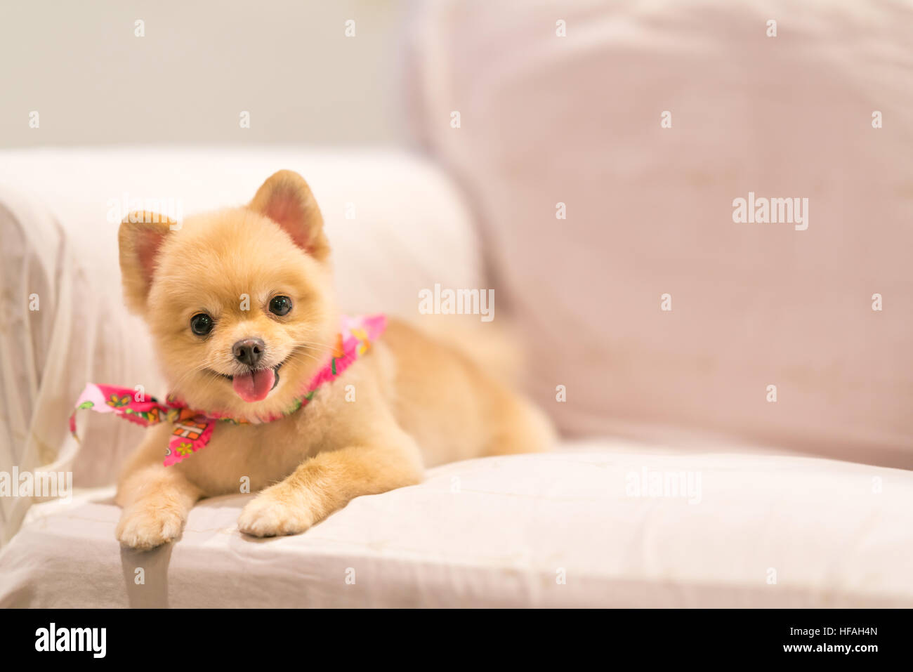 Cute Pomeranian dog smiling on the sofa with copy space, cowboy bandana or handkerchief on the neck Stock Photo