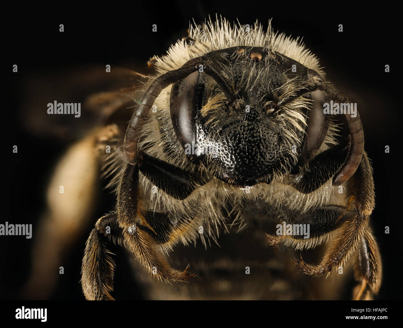 Andrena forbesii, f, face, Maryland 2016-03-29-15.01 Andrena forbesii, f, face, Maryland 2016-03-29-1501 26203504701 o Stock Photo