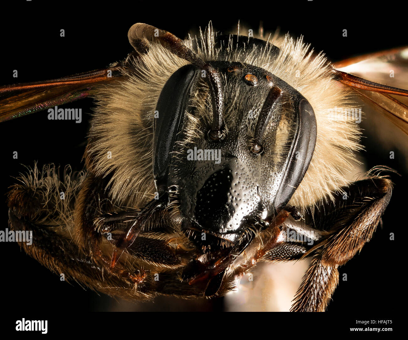 Andrena bradleyi, f, face, Maryland 2016-04-07-14.58 Andrena bradleyi, f, face, Maryland 2016-04-07-1458 26231697580 o Stock Photo