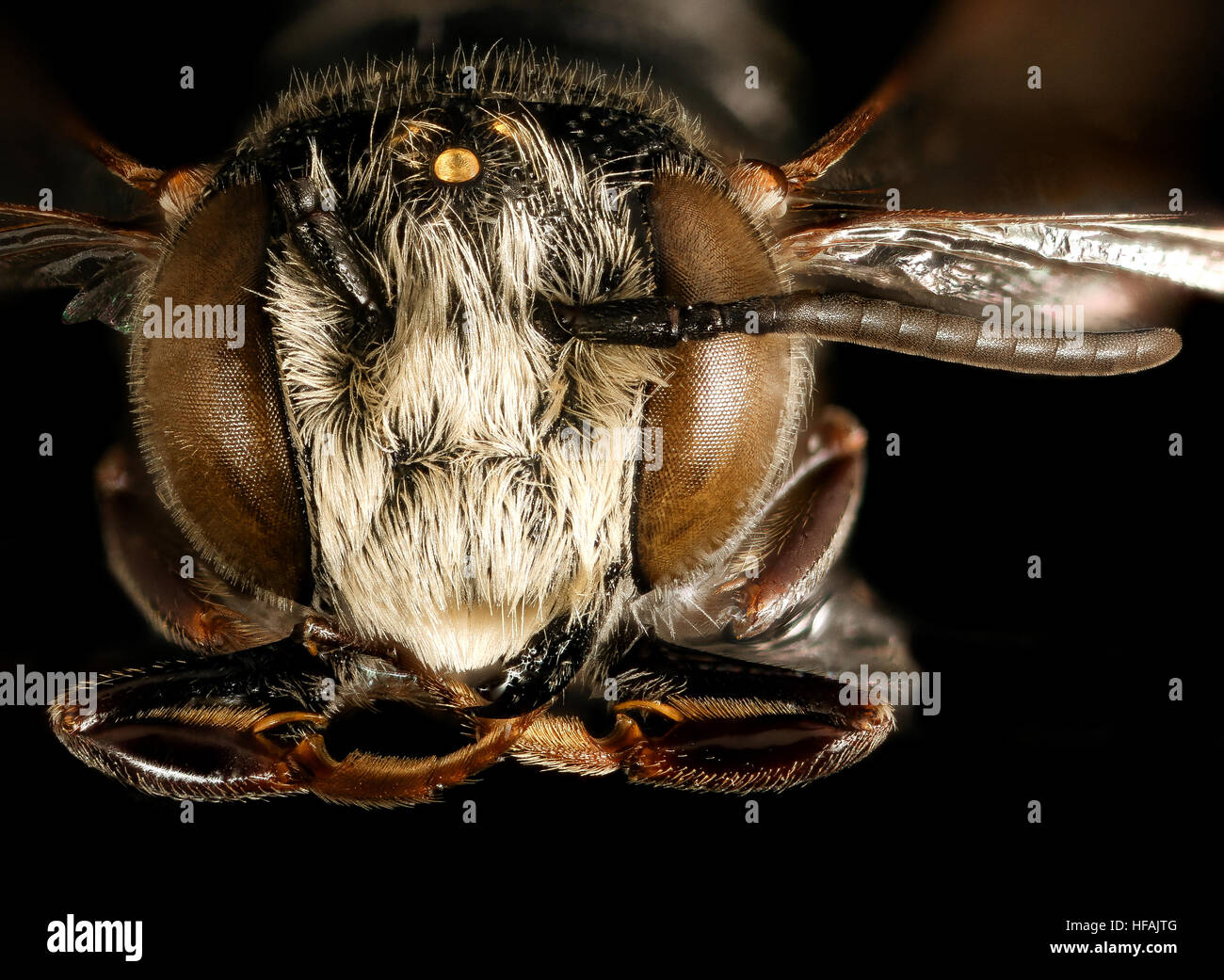 Coelioxys octodentata, m, face, Maryland 2016-04-07-15.41 Coelioxys octodentata, m, face, Maryland 2016-04-07-1541 26592654265 o Stock Photo
