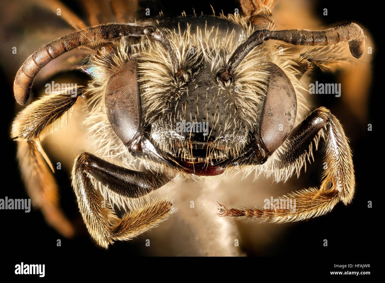 Andrena robertsonii, f, face, Baltimore Co, MD 2016-04-15-19.18 Andrena robertsonii, f, face, Baltimore Co, MD 2016-04-15-1918 26696642371 o Stock Photo