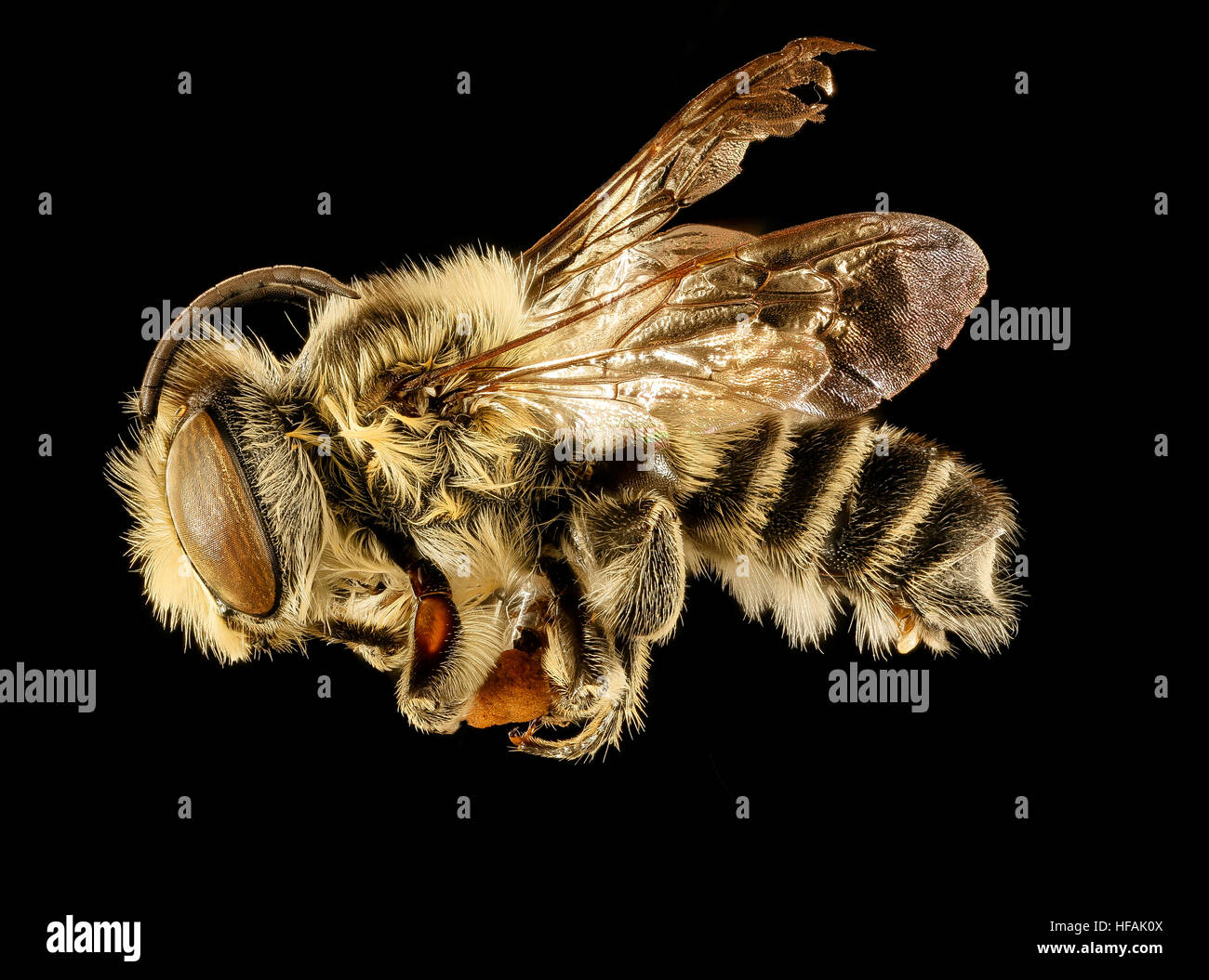 A male Megachile mendica, photographed from the side in Prince George's ...