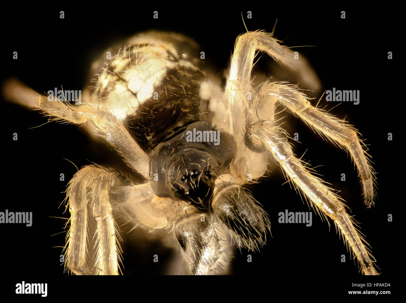 Bee inventory and monitoring laboratory hires stock photography and