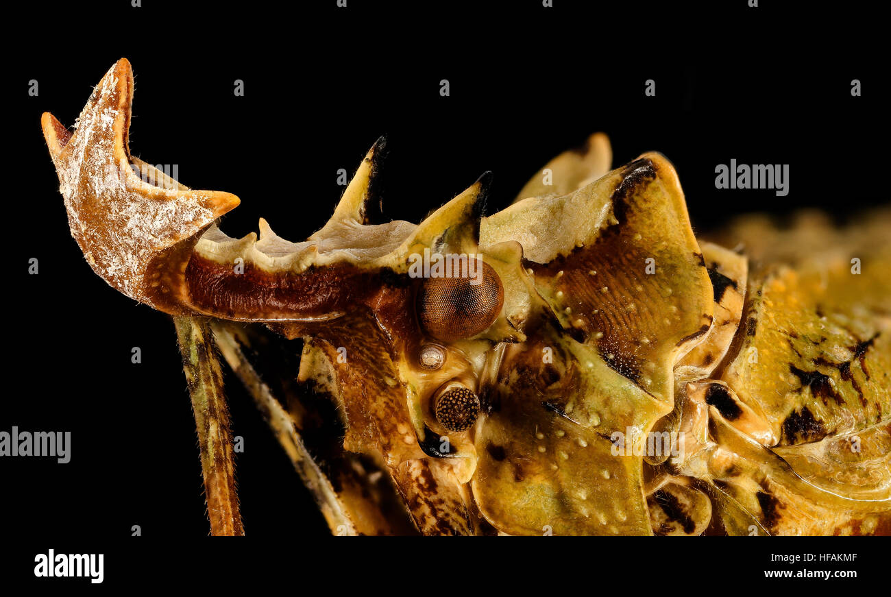 Phrictus ocellatus, venezuala 2016-02-23-20.58 Phrictus ocellatus, venezuala 2016-02-23-2058 25892235361 o Stock Photo