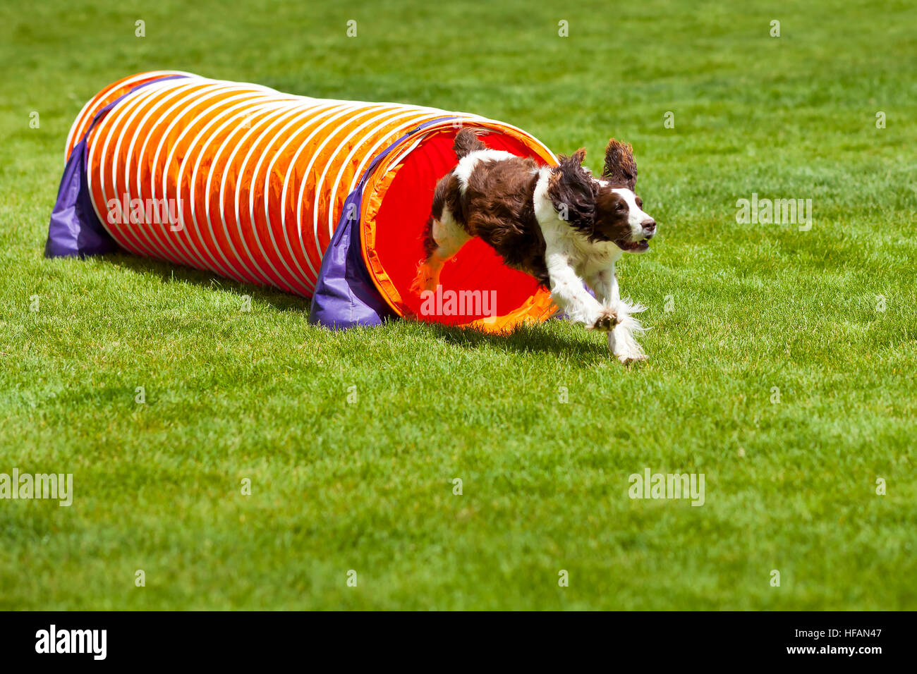 Agility Dog running out of tube. Stock Photo