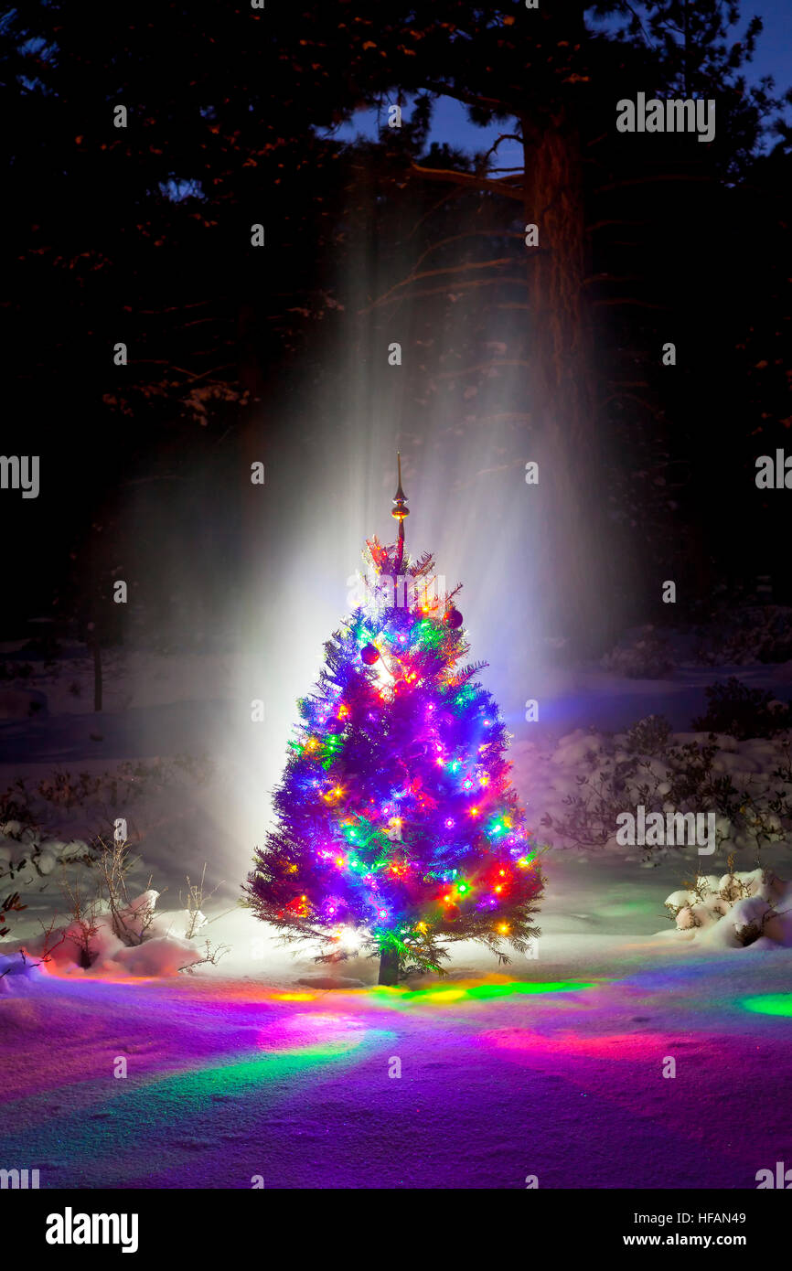 Christmas Tree in the woods at night with snow. Stock Photo