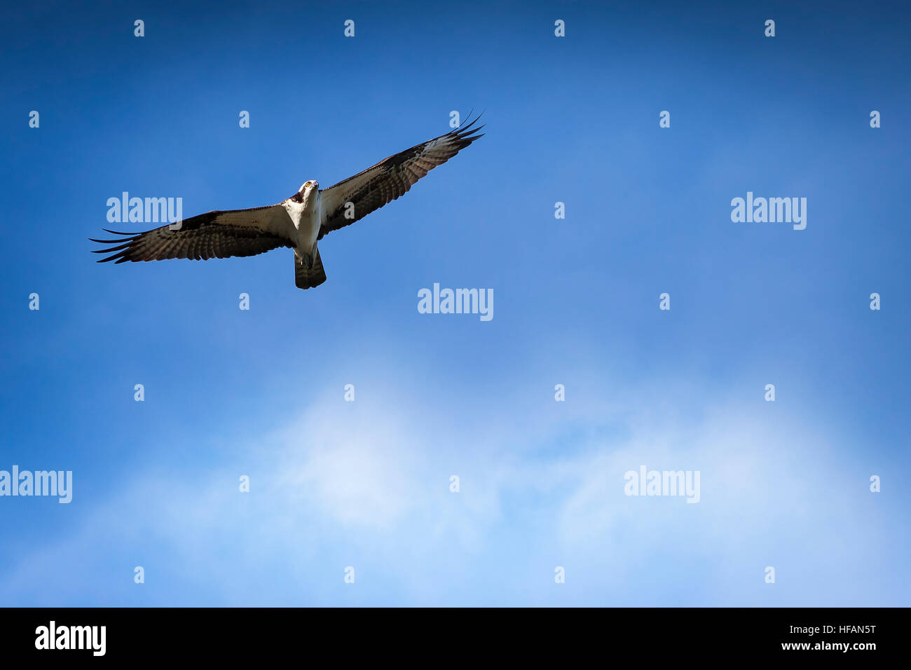 Osprey in Flight with Blue sky and clouds in background Stock Photo - Alamy