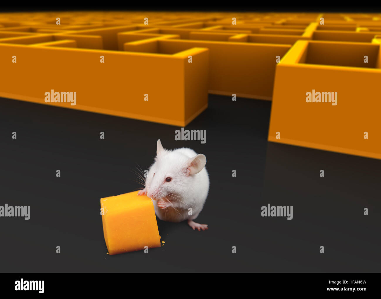 White mouse at exit of maze with Cheese. Stock Photo