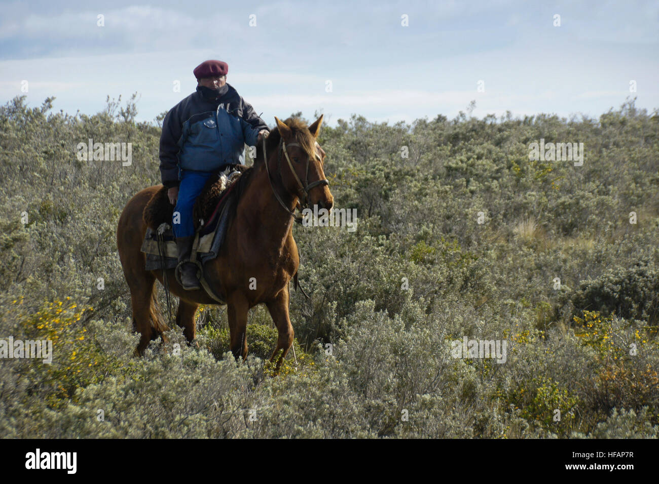 Ovejero (gaucho, shepherd, cowboy) on horse, Patagonia, Chile Stock Photo