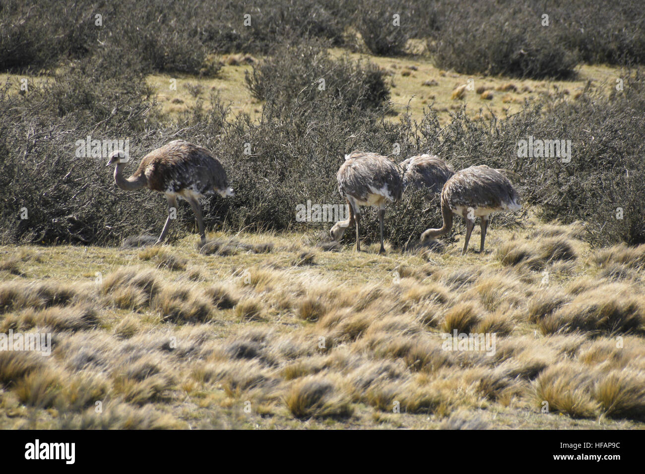 Ñandus (Darwin's or lesser rheas) feeding, Patagonia, Chile Stock Photo