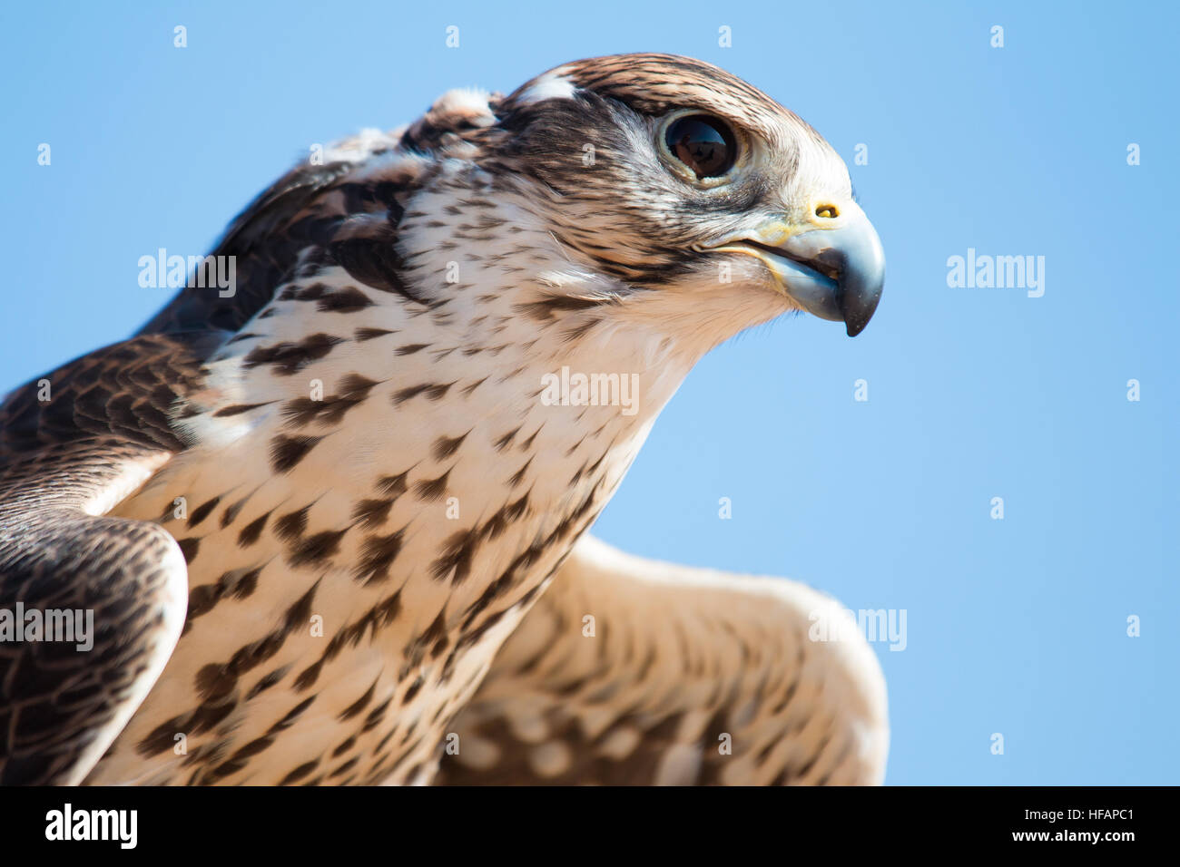 Saker falcon during a desert flight show. Stock Photo