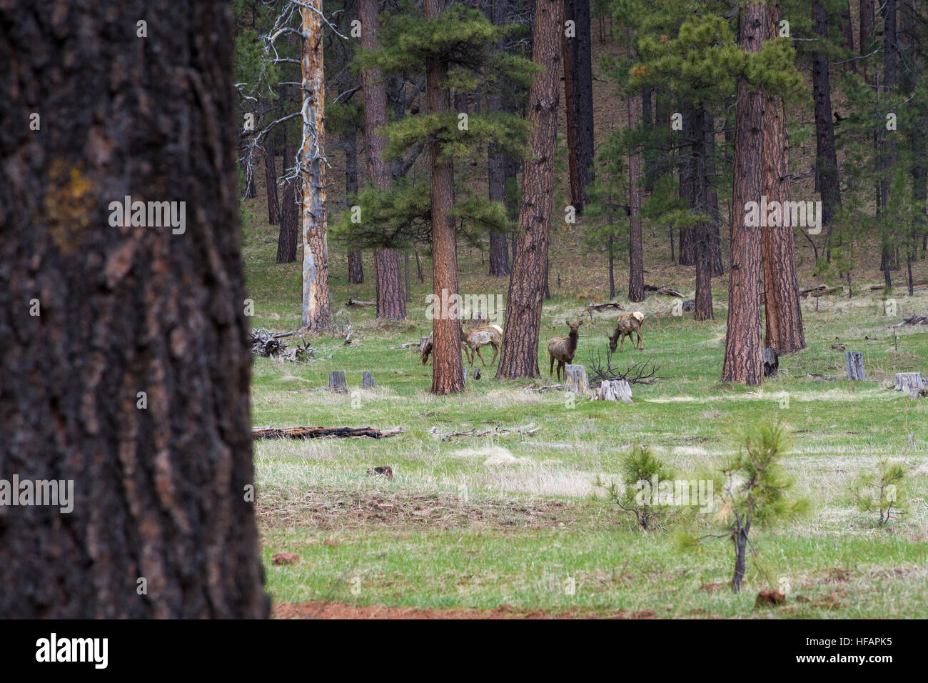 A small elk herd grazing in a meadow among ponderosa pine trees along