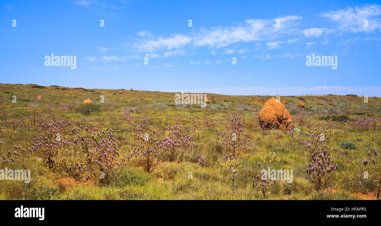 Termite mounds and mulla mulla plants growing in the west Australian outback in the Exmouth region. Stock Photo