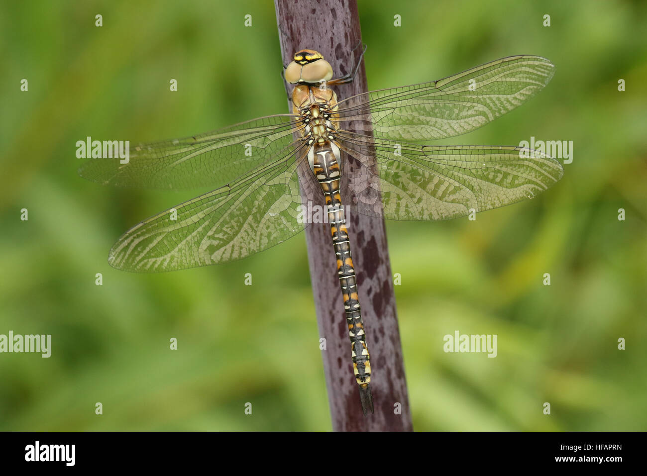 A female Migrant Hawker (Aeshna mixta) dragonfly perched on Angelica (disambiguation). Stock Photo