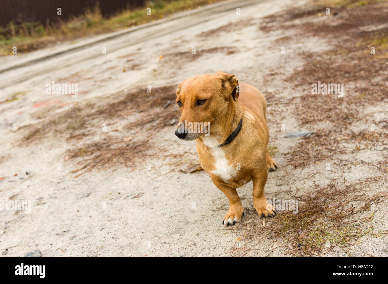 Short legged breed of dog hires stock photography and images Alamy