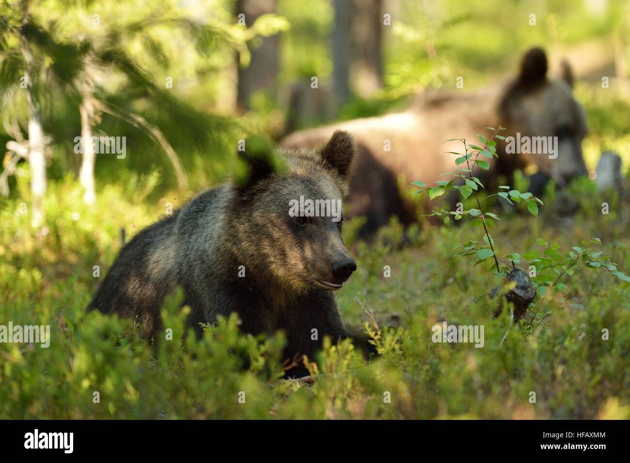 Brown bear cub in forest Stock Photo - Alamy