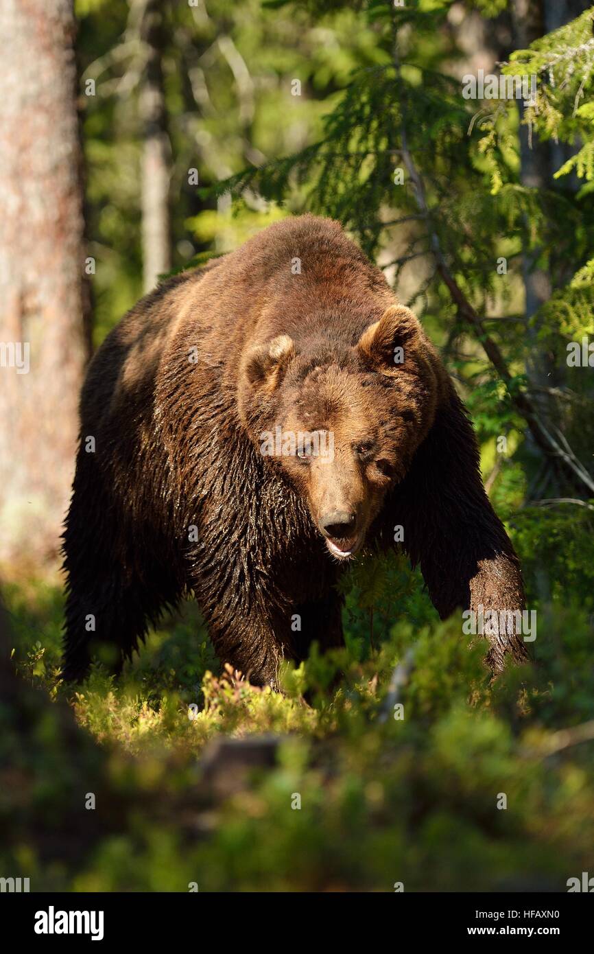 Male brown bear walking in the forest Stock Photo - Alamy