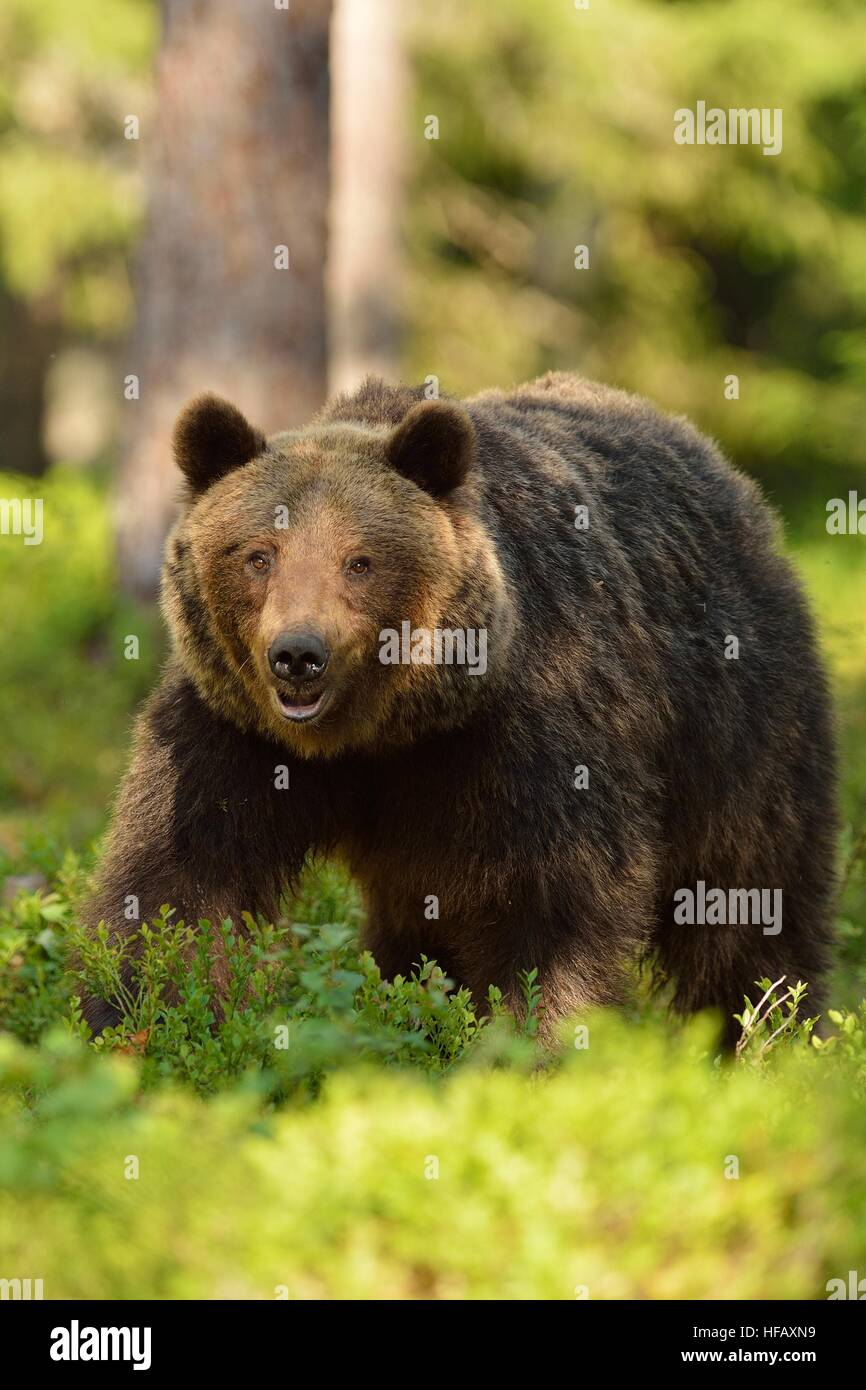 Brown bear in the forest at summer Stock Photo - Alamy