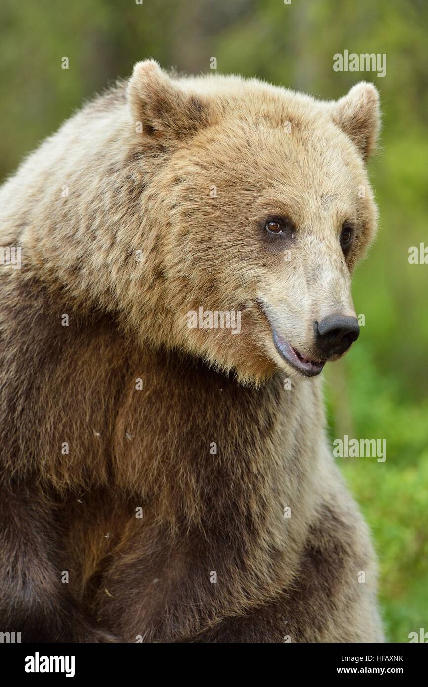 Brown bear portrait in forest Stock Photo - Alamy