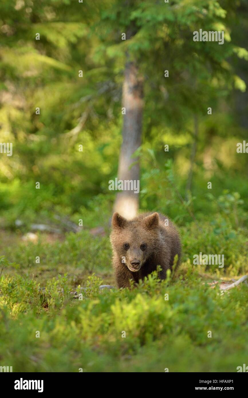 Brown bear cub in forest Stock Photo - Alamy