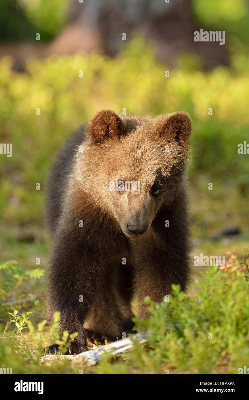 Brown bear cub portrait in forest at summer Stock Photo - Alamy