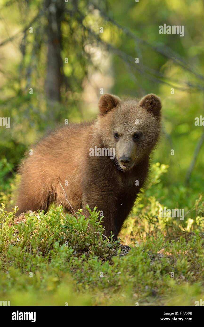 Brown bear cub portrait in forest Stock Photo - Alamy