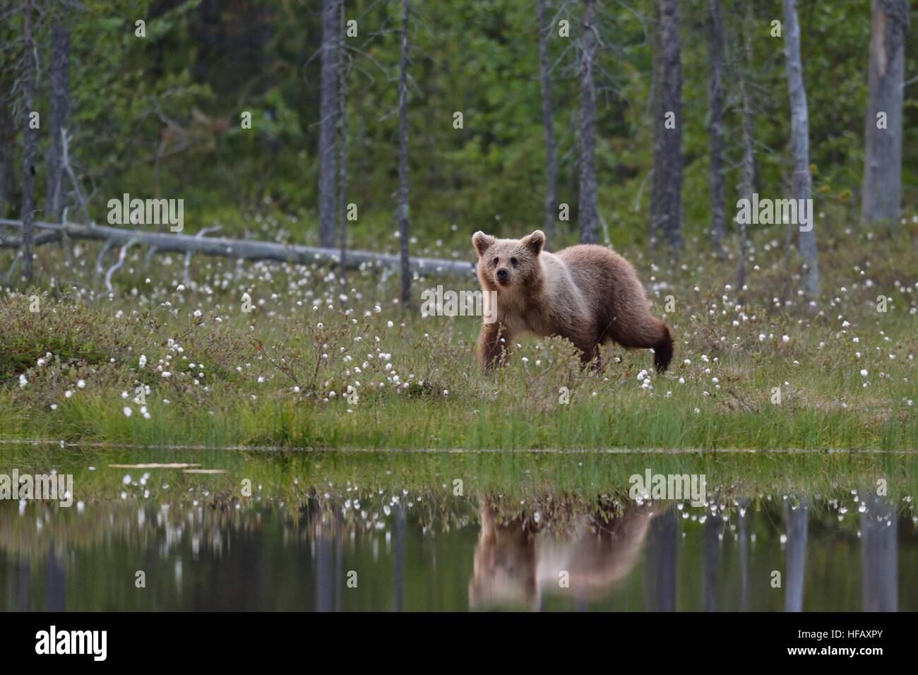 bear cub walking next to pond with reflection Stock Photo
