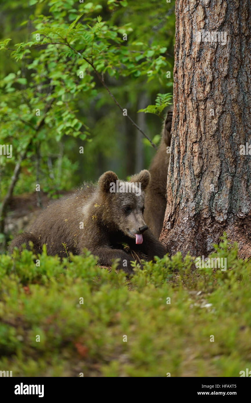 Brown bear cub in a forest Stock Photo - Alamy