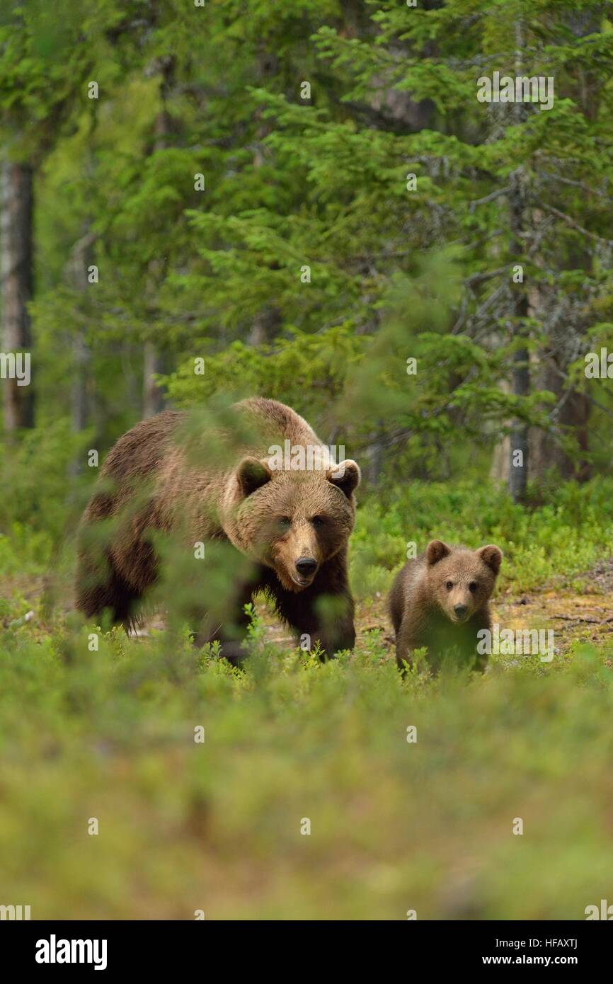 Brown bear with cub in the forest Stock Photo