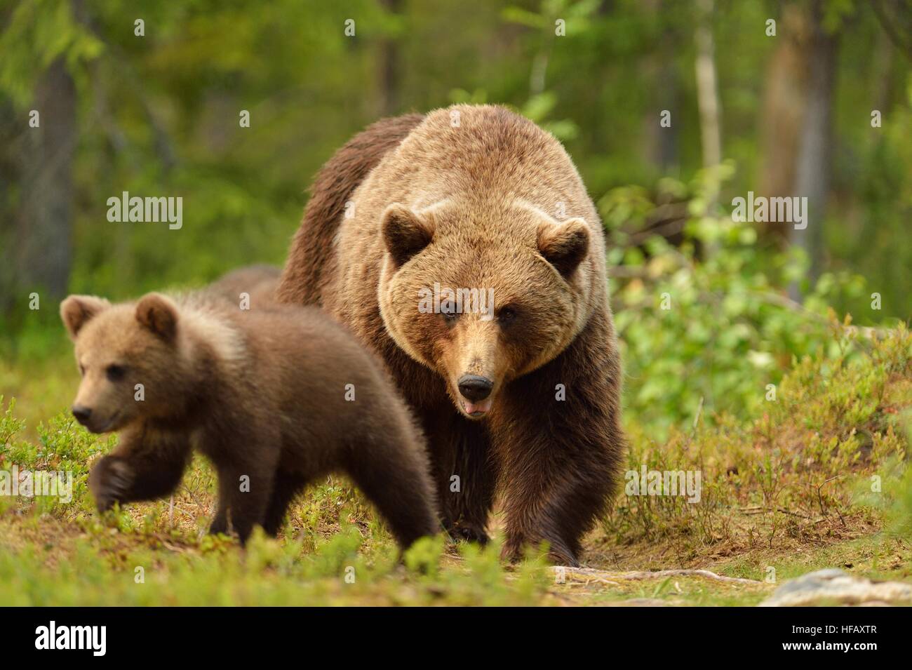 Brown bear with cub in a forest Stock Photo