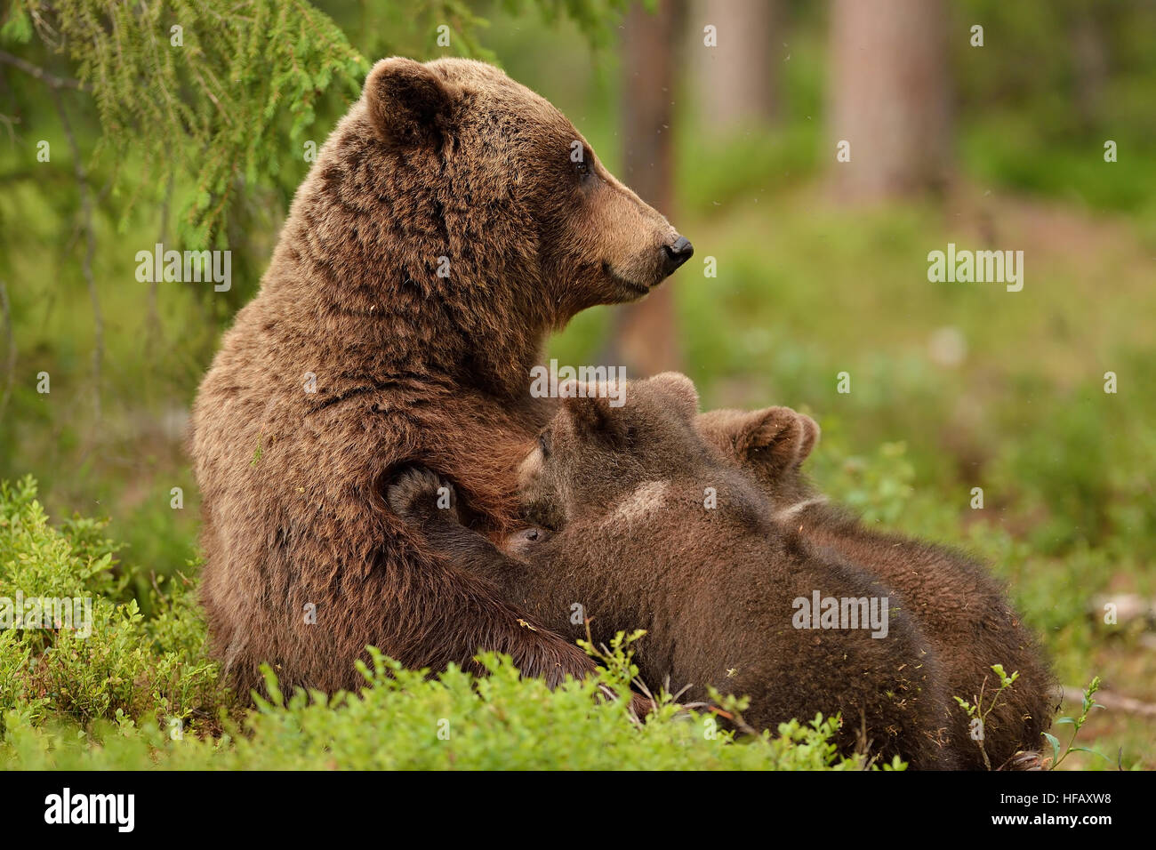 Brown bear suckling cubs in forest. Bear breastfeeding cubs. Stock Photo