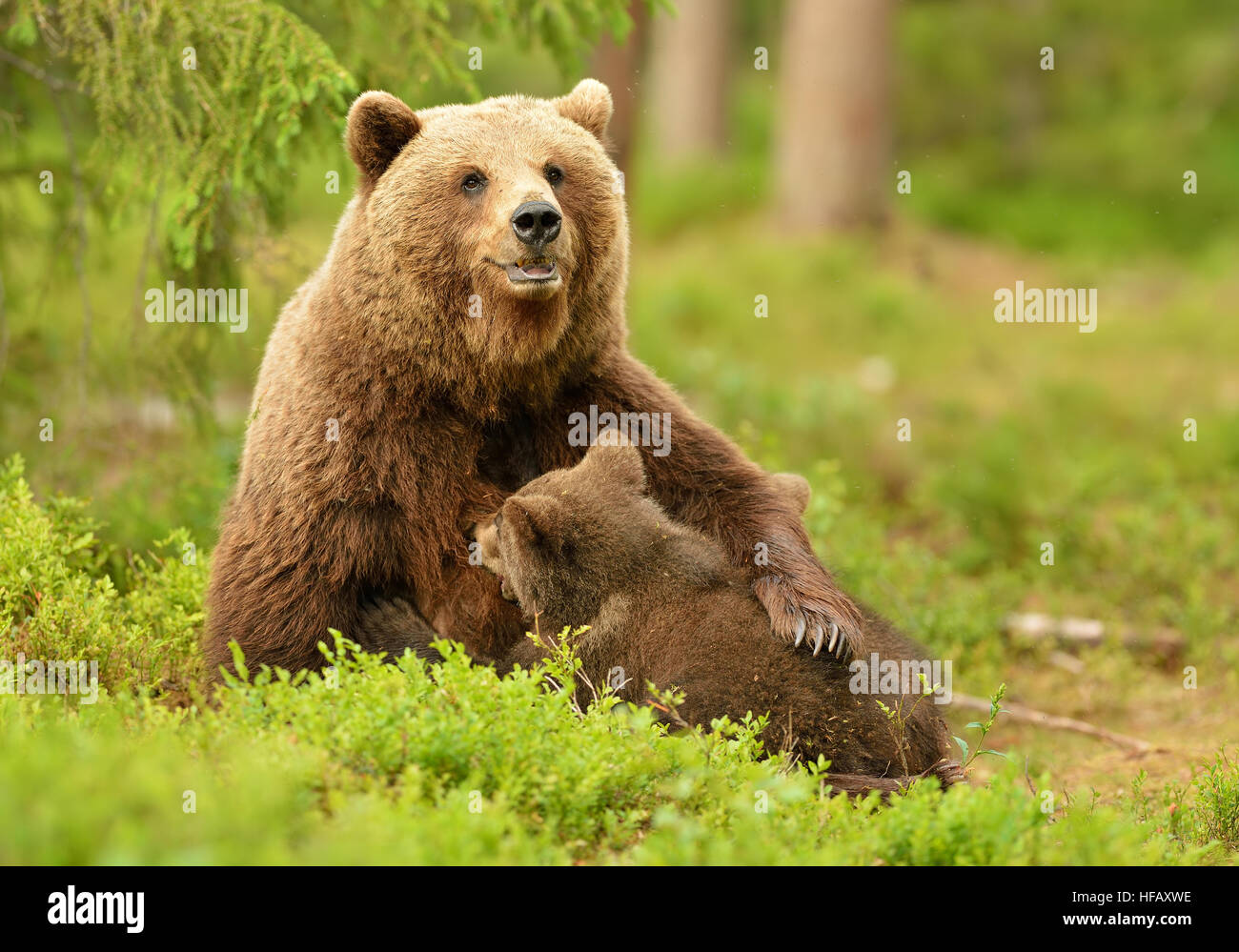 Brown bear breastfeeding cubs Stock Photo - Alamy