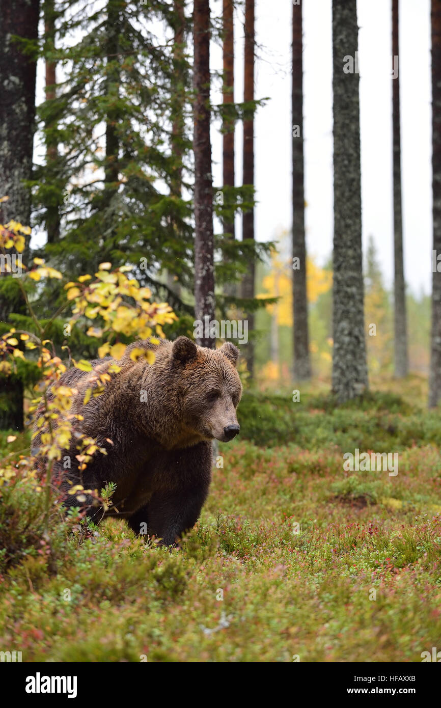 brown bear in a forest at autumn Stock Photo - Alamy