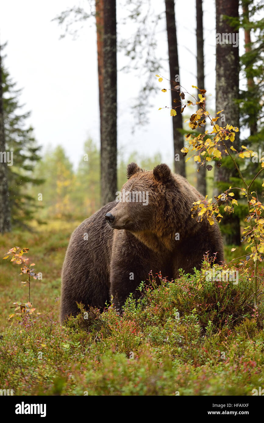 Brown bear in autumn forest Stock Photo - Alamy