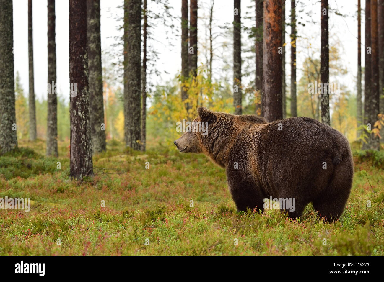 Brown bear in a forest Stock Photo - Alamy