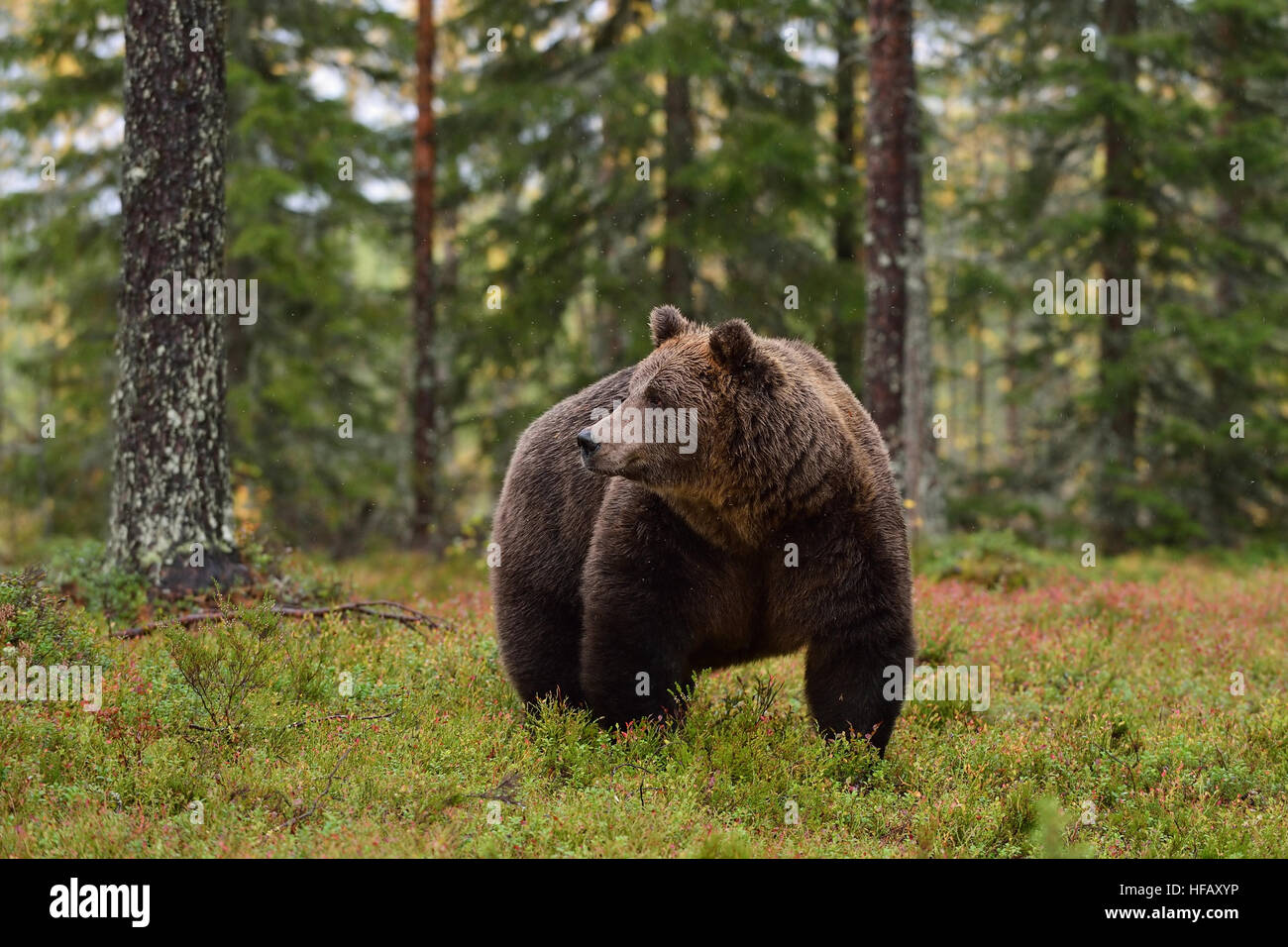 Brown bear in a forest landscape at autumn Stock Photo - Alamy