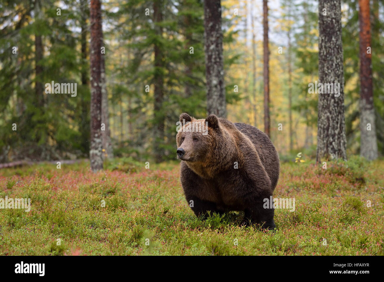 massive male brown bear in forest in the rain Stock Photo - Alamy