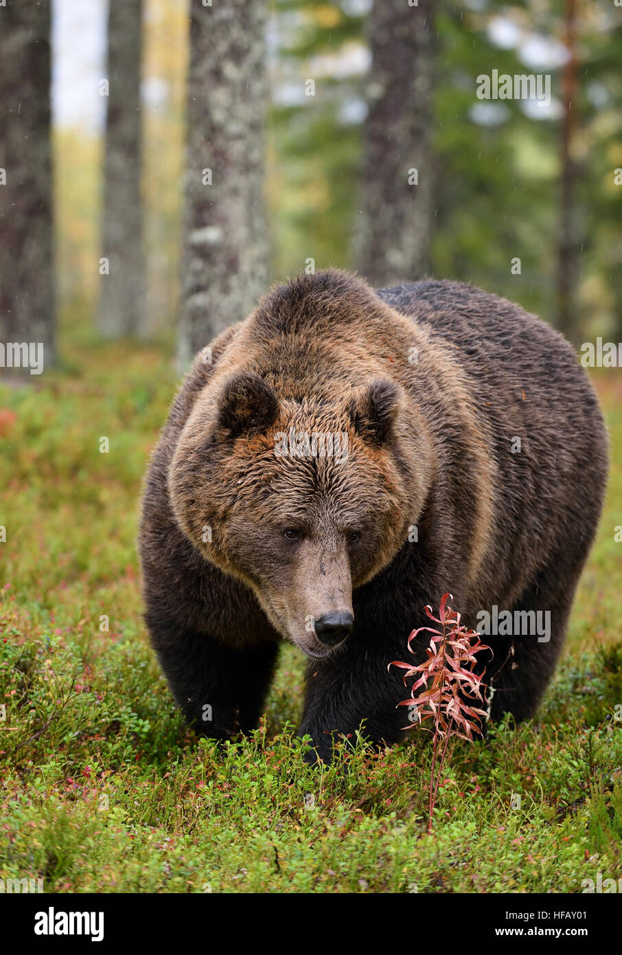 big brown bear in forest in the autumn Stock Photo - Alamy