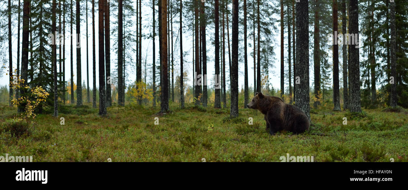 brown bear sits in a forest landscape Stock Photo - Alamy