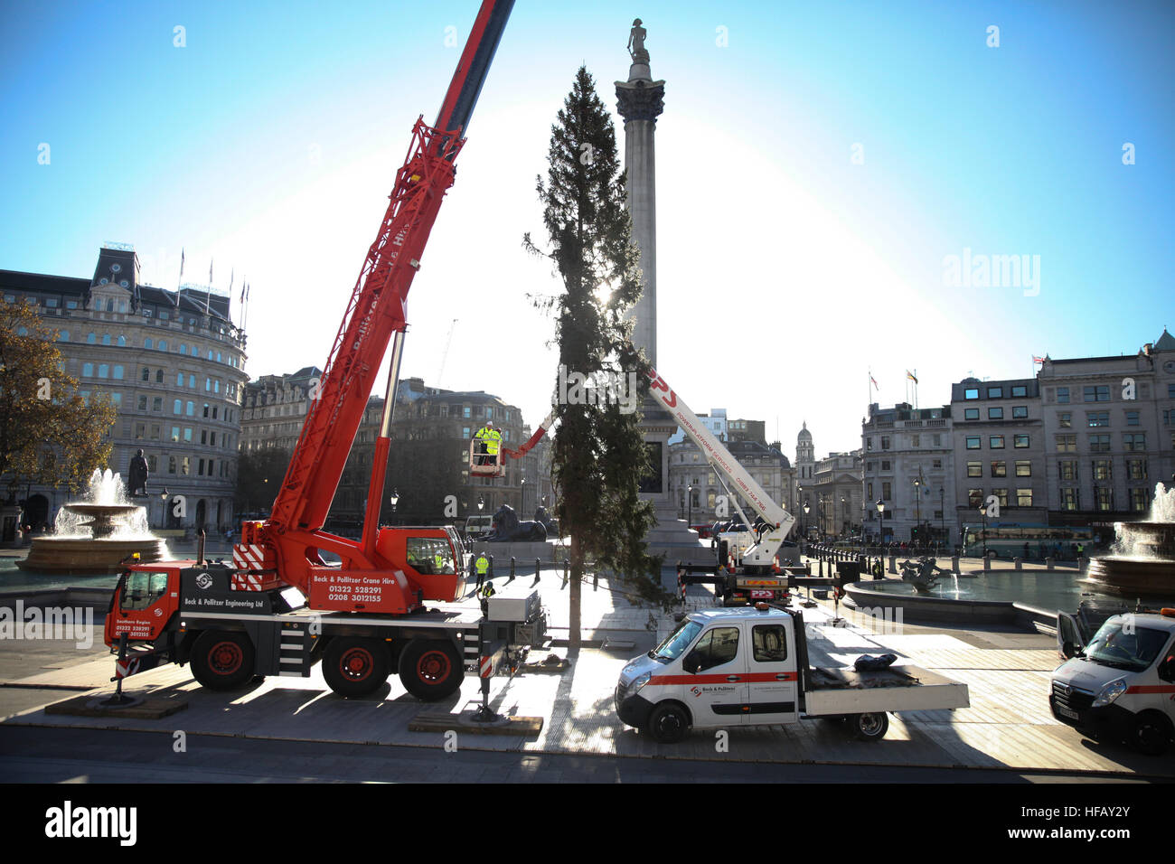 Installation of the Norwegian Spruce Christmas tree in London's Trafalgar Square Featuring